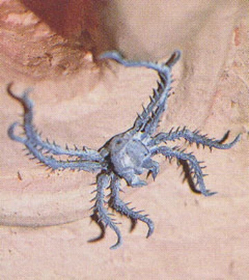 🔥&nbsp;Sirtha-Ka – Eldens Minne, Sanningens&nbsp;Väckare